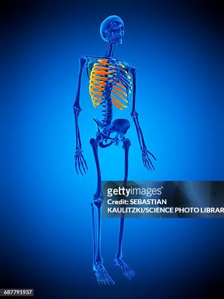 rib cage bones, illustration - biomedical animation stock illustrations