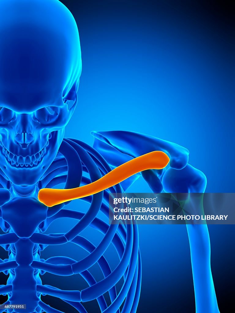 Cod Collarbone Collarbone Illustration High-Res Vector Graphic - Getty Images