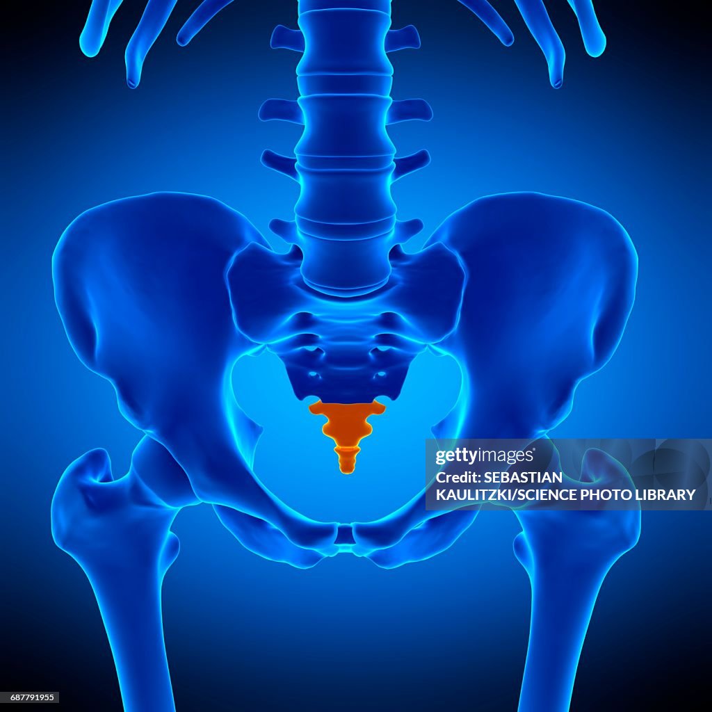 Coccyx bone, illustration