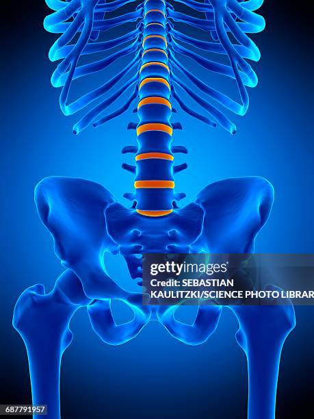 intervertebral discs, illustration - intervertebral discs stock illustrations