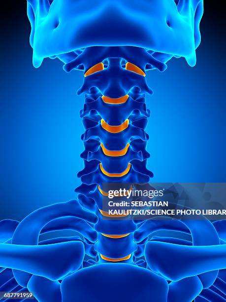 intervertebral discs, illustration - intervertebral discs stock illustrations