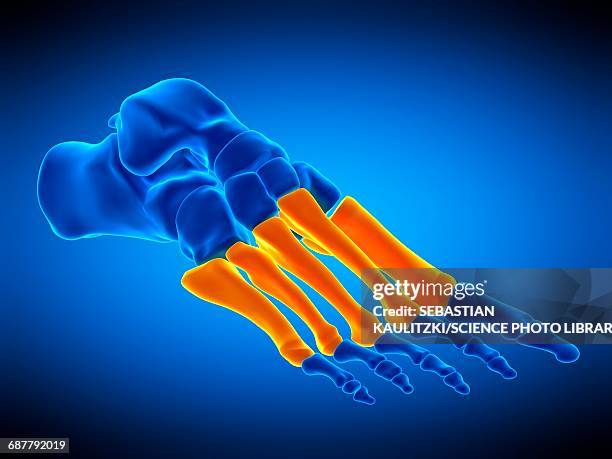 foot bones, illustration - phalanx stock illustrations