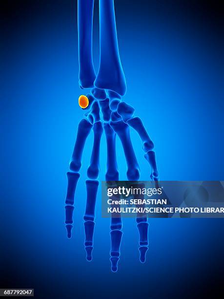 Left Pisiform 90 Pisiform Stock Photos, High-Res Pictures, and Images - Getty Images