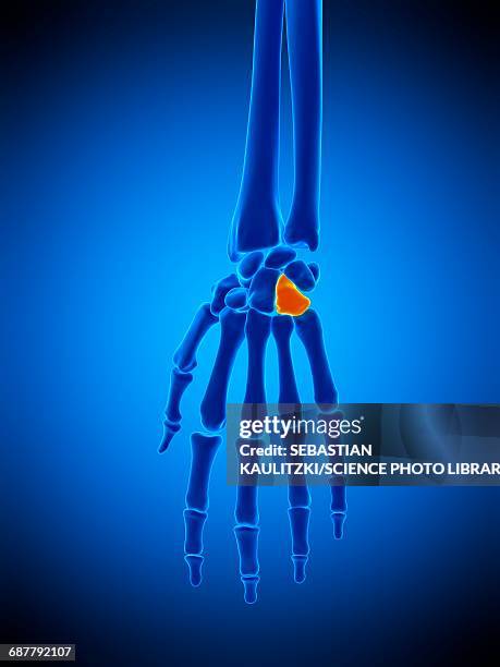 hand bones, illustration - handgelenksknochen stock-grafiken, -clipart, -cartoons und -symbole