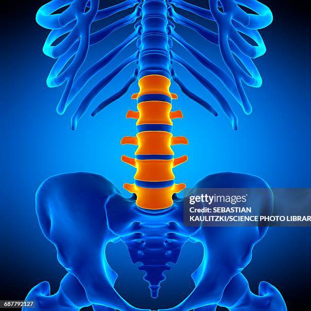 ilustrações, clipart, desenhos animados e ícones de lumbar spine, illustration - human vertebra