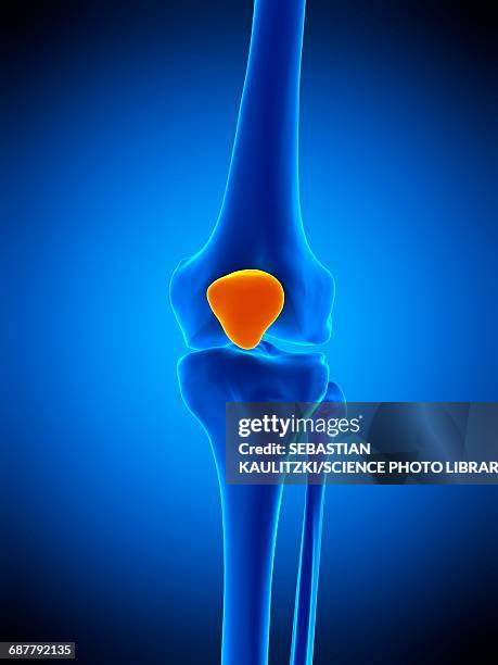 stockillustraties, clipart, cartoons en iconen met kneecap, illustration - kraakbeen