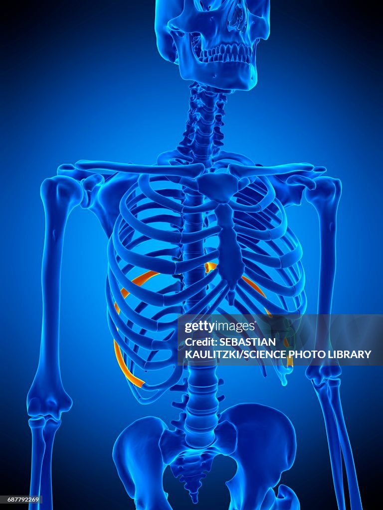 9e Rib Nineth Rib Illustration High-Res Vector Graphic - Getty Images