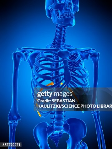 Tenth Rib Illustration High-Res Vector Graphic - Getty Images