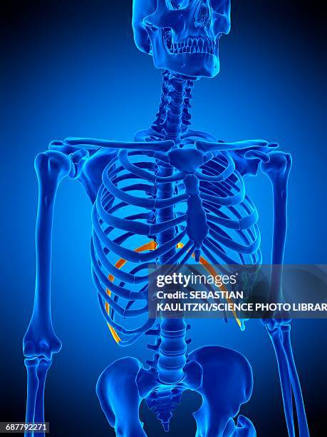 Right Tenth Rib 253 Thoracic Cage Stock Photos, High-Res Pictures, and Images - Getty ...