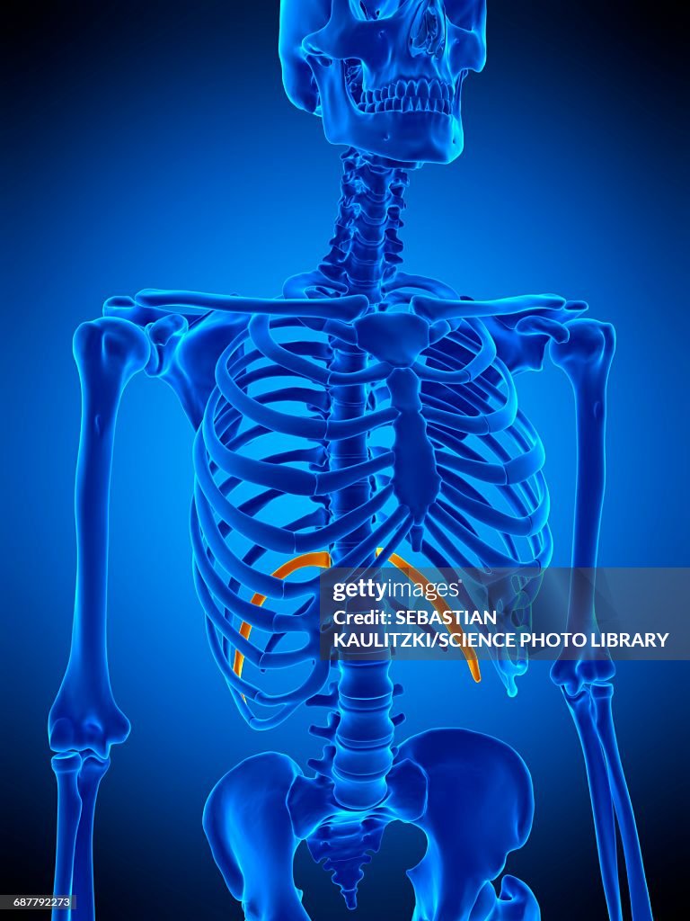 Eleventh Rib Illustration High-Res Vector Graphic - Getty Images