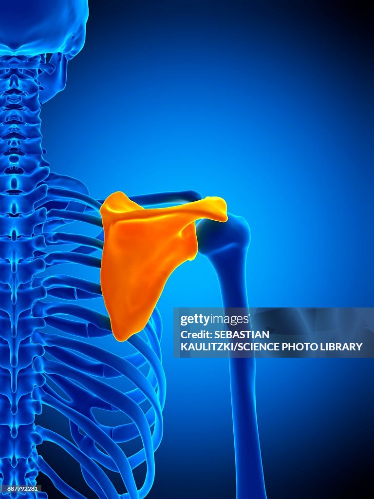 Compressed Scapula Scapula Illustration High-Res Vector Graphic - Getty Images