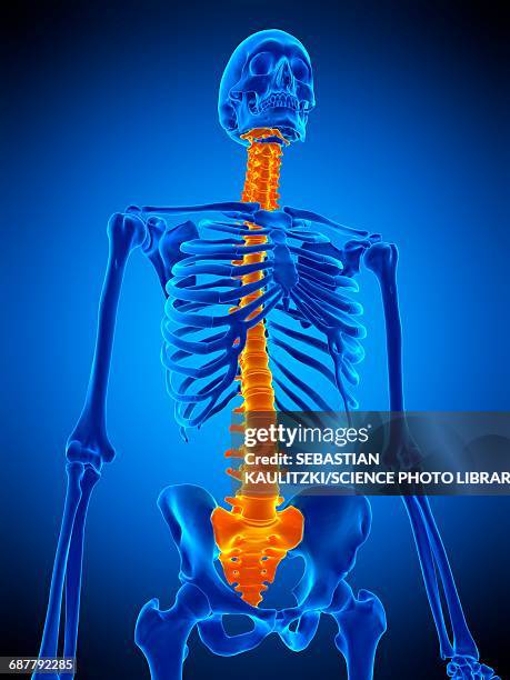 Back Problems Skeleton 133 Low Back Pain Skeleton Stock Photos, High-Res Pictures, and Images ...