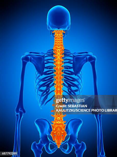 human spine, illustration - lower back stock illustrations