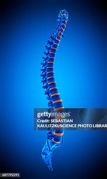 human spine, illustration - zentralnervensystem stock-grafiken, -clipart, -cartoons und -symbole