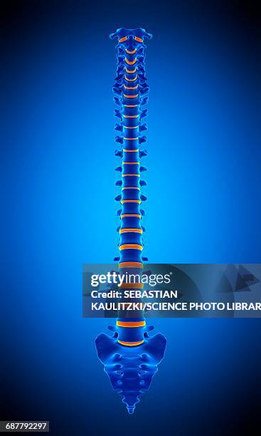 human spine, illustration - lower back pain stock illustrations