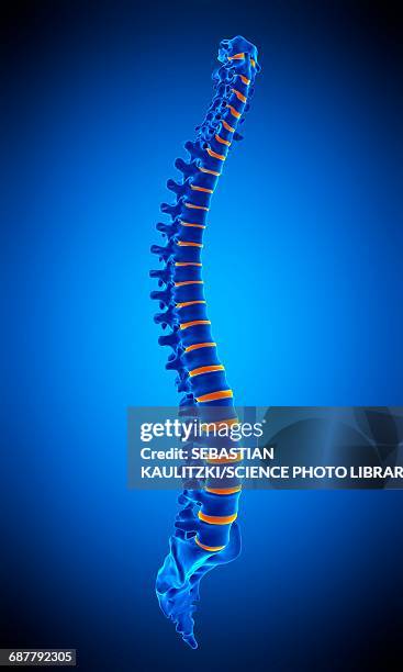 human spine, illustration - lower back stock illustrations