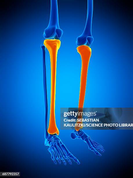 134 Shin Bone Tibia Stock Photos, High-Res Pictures, and Images - Getty ...