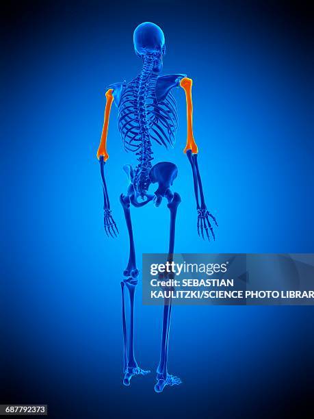 humerus bones, illustration - biomedical animation stock illustrations