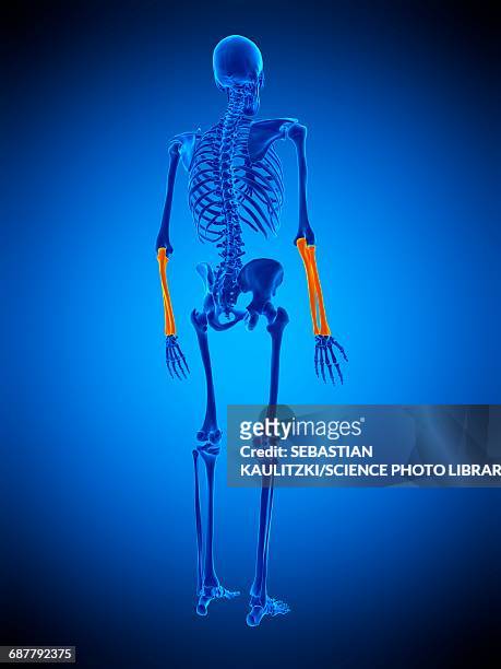 lower arm bones, illustration - biomedical animation stock illustrations