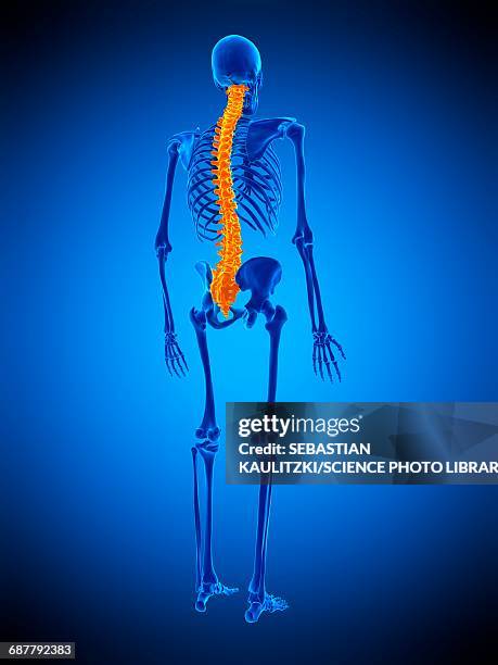Spine File Animation Skeletal Animation Photos and Premium High Res Pictures - Getty Images