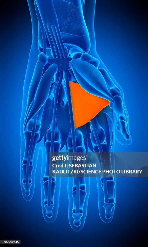 Hand muscle, illustration