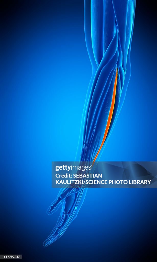Arm muscle, illustration