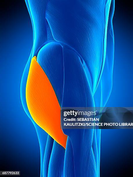 buttock muscle, illustration - buttock stock illustrations