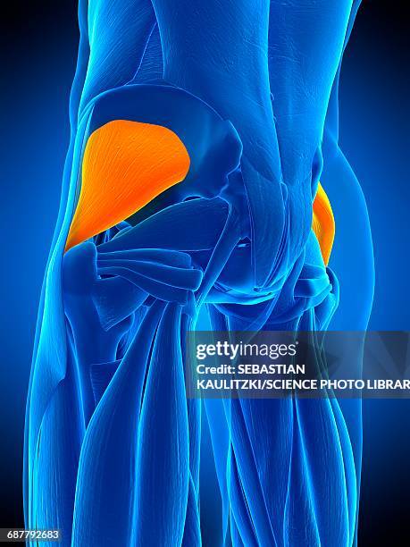buttock muscles, illustration - buttock stock illustrations