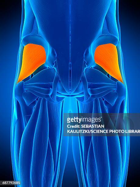 buttock muscles, illustration - hip body part stock illustrations