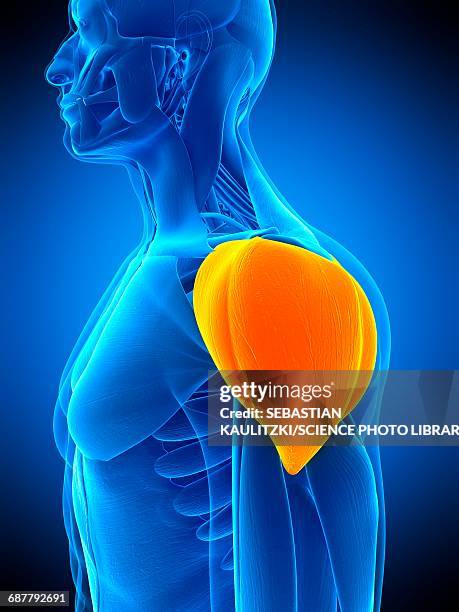 shoulder muscle, illustration - shoulder exercise stock illustrations