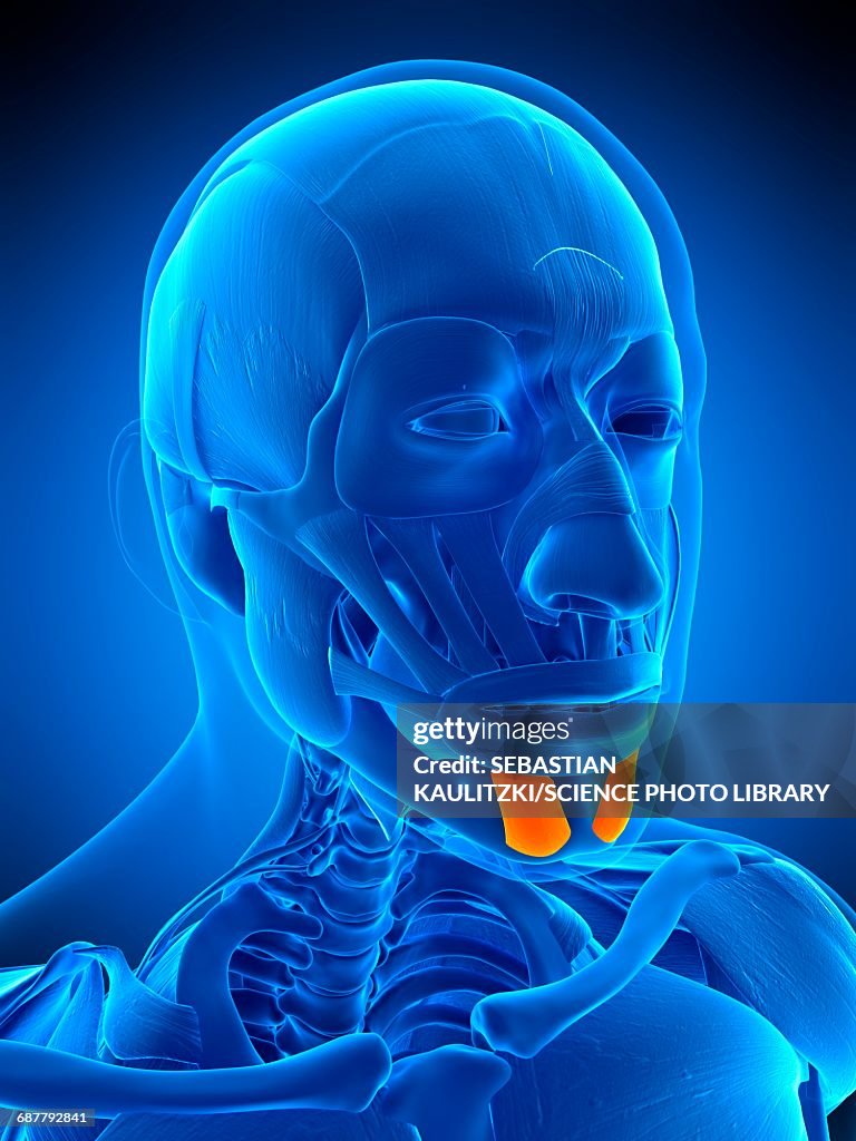 Intercheilion Line Facial Muscles Illustration High-Res Vector Graphic - Getty Images
