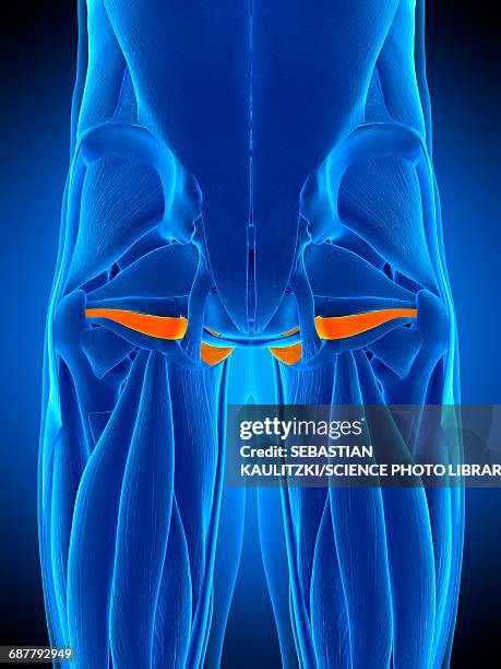 Internus Muscle 34 Obturator Internus Muscle Stock Photos, High-Res Pictures, and ...