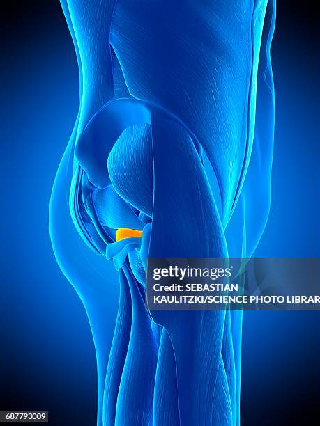 hip muscle, illustration - pelvic exercise stock illustrations