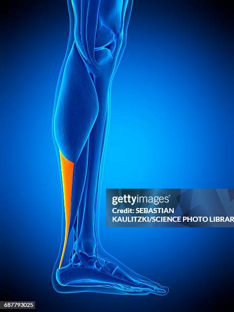 achilles tendon, illustration - achilles tendon stock illustrations