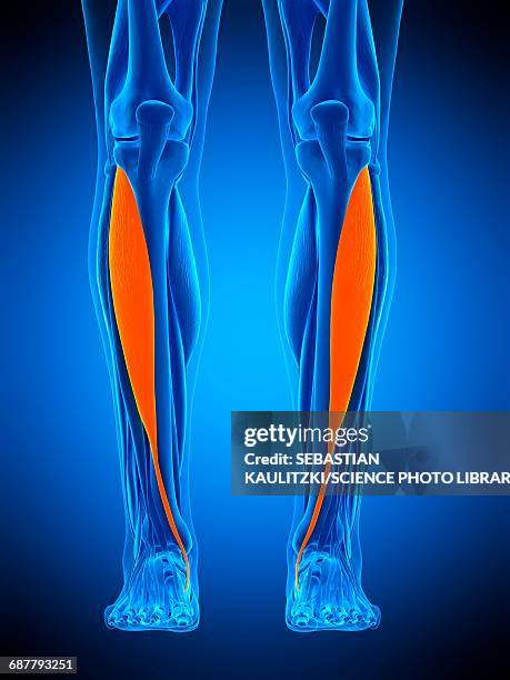 illustrazioni stock, clip art, cartoni animati e icone di tendenza di leg muscles, illustration - tibialis anterior muscle