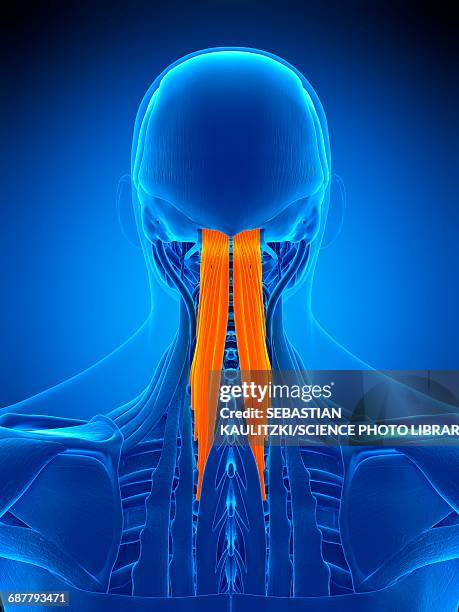 Neck Ropes Muscle 781 Muscle Of The Neck Anterior View Stock Photos, High-Res Pictures ...