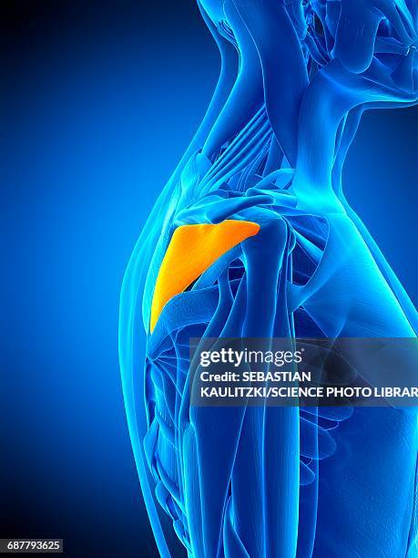 shoulder muscle, illustration - infraspinatus 幅插畫檔、美工圖案、卡通及圖標