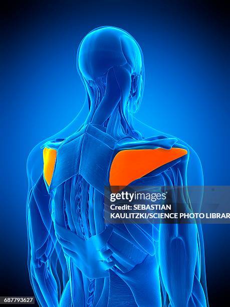 shoulder muscle, illustration - shoulder exercise stock illustrations