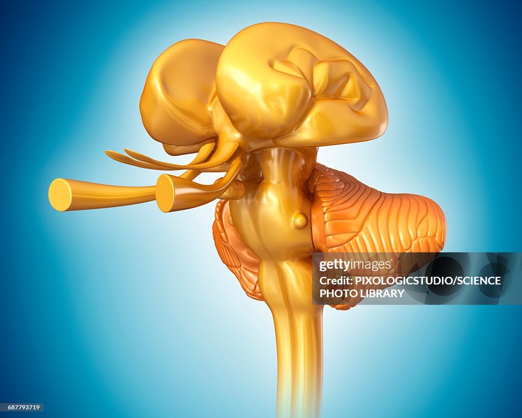 Human Midbrain Anatomy Illustration Ilustraciรณn de stock Biology Diagrams