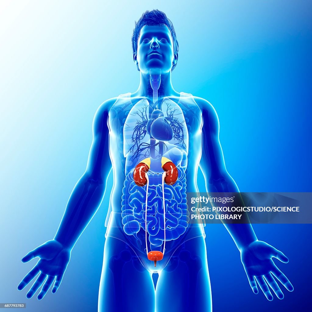 Male Urinary System Illustration High-Res Vector Graphic - Getty Images