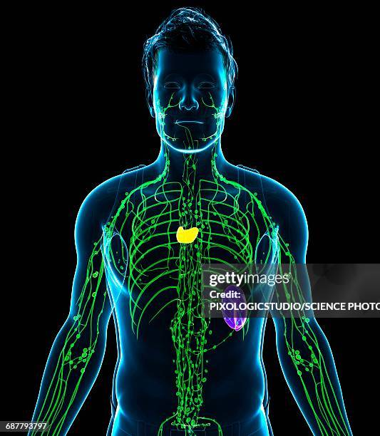 male lymphatic system, illustration - lymphatic system stock illustrations