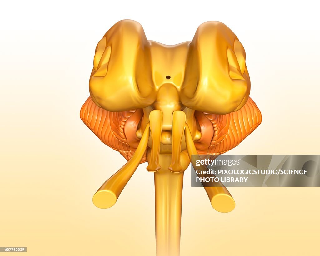 Midbrain Labels Human Midbrain Anatomy Illustration High-Res Vector Graphic - Getty Images