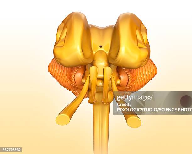 Midbrain Defect 541 Midbrain Stock Photos, High-Res Pictures, and Images - Getty Images
