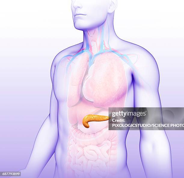 male pancreas, illustration - pancreas 3d stock illustrations