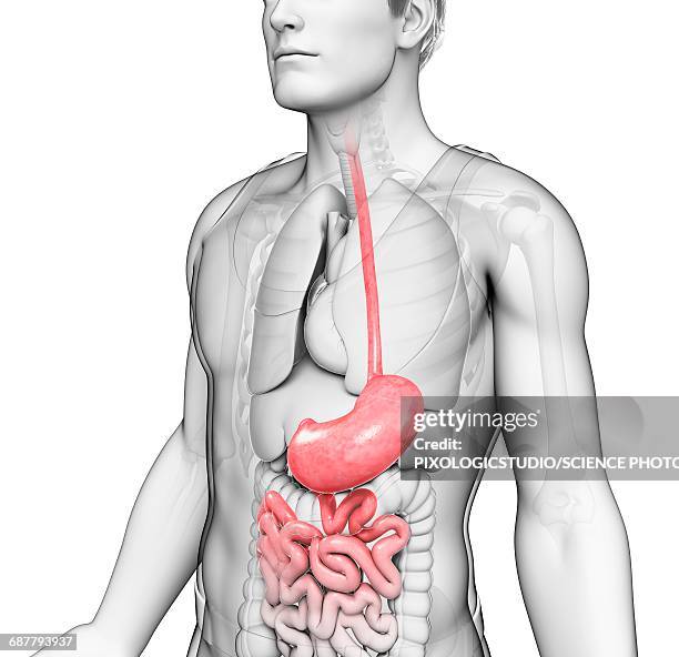 ilustrações, clipart, desenhos animados e ícones de male stomach, illustration - intestino delgado