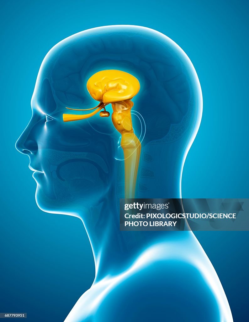 Midbrain Contents Human Midbrain Anatomy Illustration High-Res Vector Graphic - Getty Images