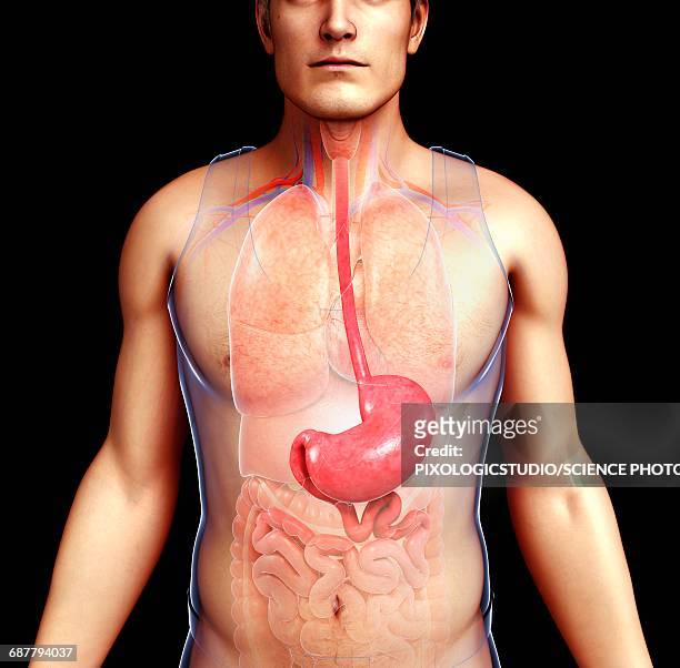 ilustrações, clipart, desenhos animados e ícones de male oesophagus and stomach, illustration - esôfago sistema digestivo