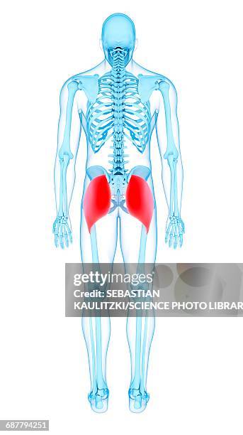 buttock muscles, illustration - pelvic exercise stock illustrations