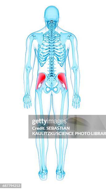 buttock muscles, illustration - pelvic exercise stock illustrations