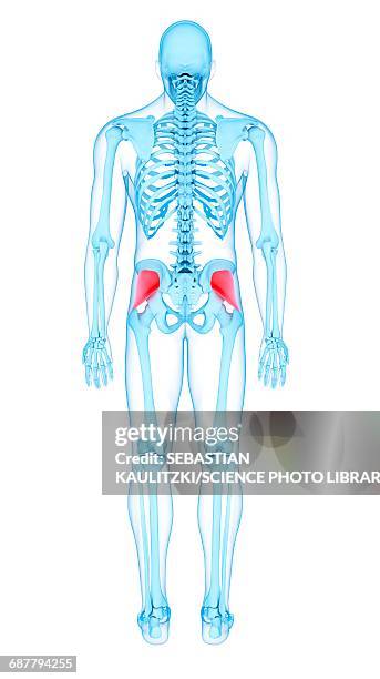 buttock muscles, illustration - pelvic exercise stock illustrations